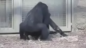 Gorilla fuck