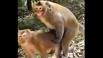 Funny animal hindi sex video