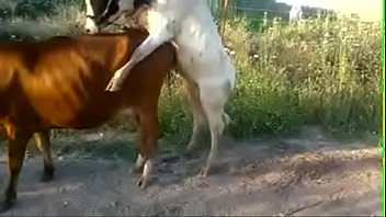 Animal sex